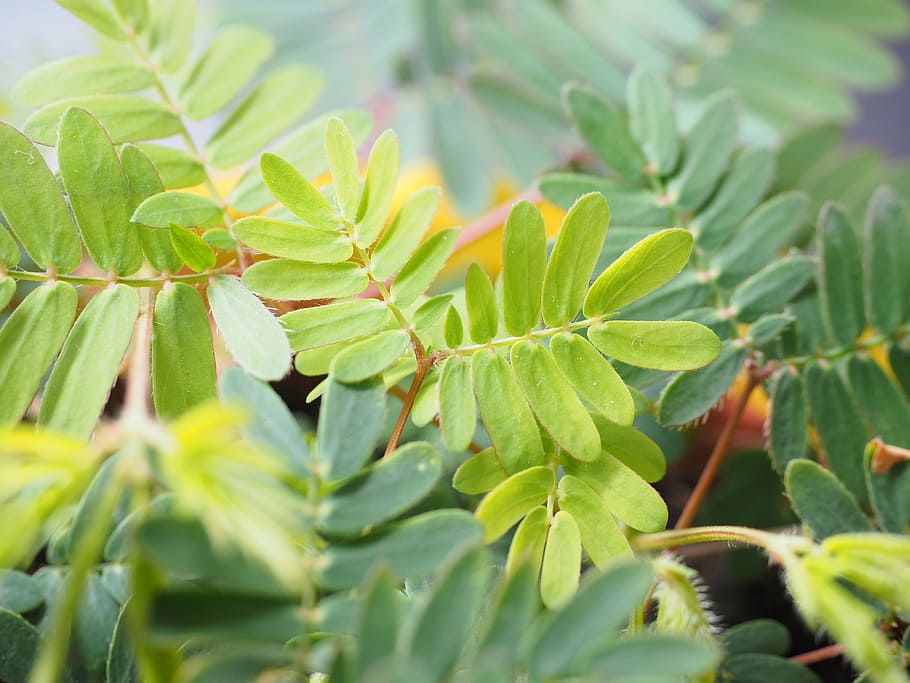 mimosa, leaves, green, pinnate, mimosa pudica, bashful sensitive plant