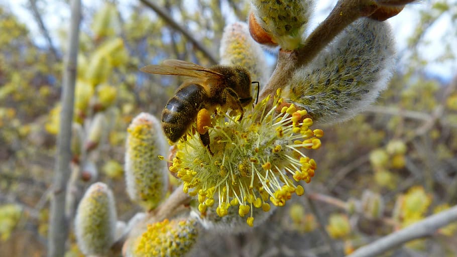 insects, bee, forage, macro, flowering, spring, garden, nature HD wallpaper