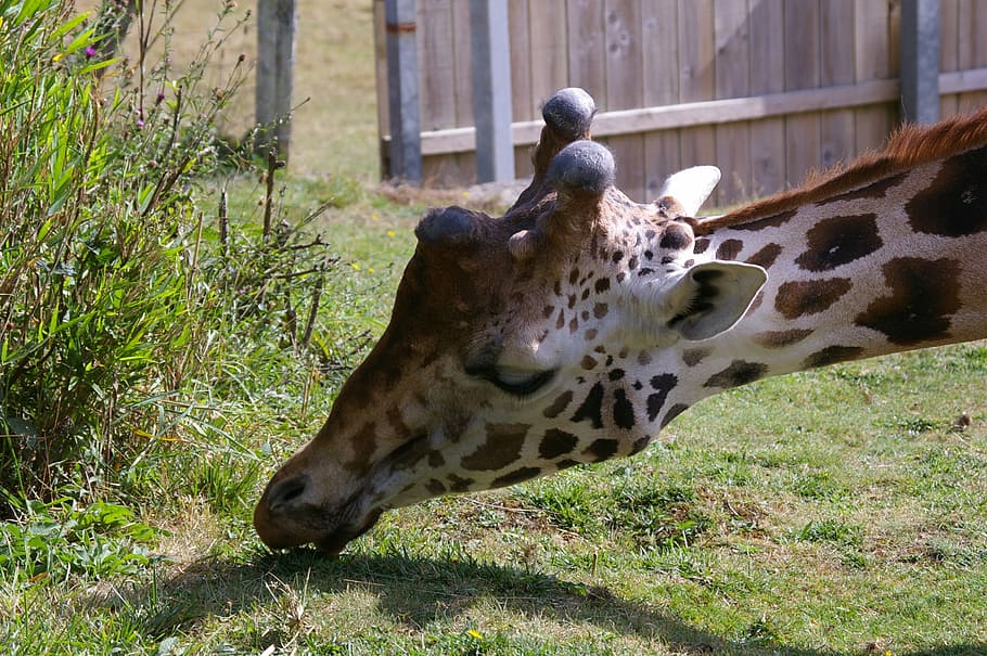 zoo, animals, giraffe, tree, water, park, animal park, nature HD wallpaper