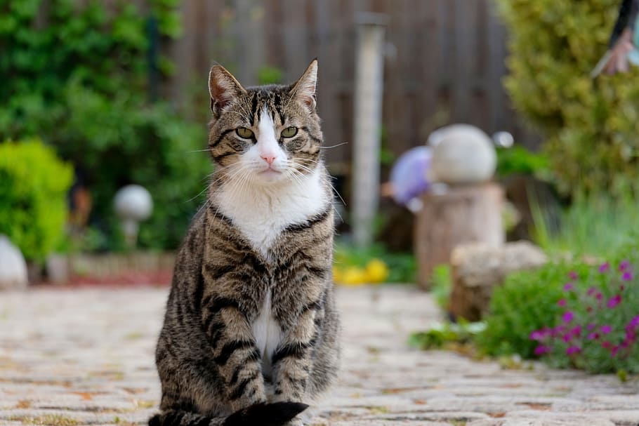 silver tabby cat on pathway near plants, Sit, Pet, Animal, View, HD wallpaper