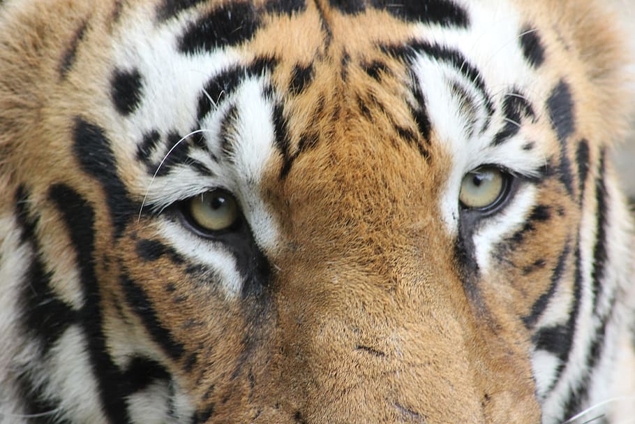 Royal bengal tiger 1080P, 2K, 4K, 5K HD wallpapers free download | Wallpaper  Flare