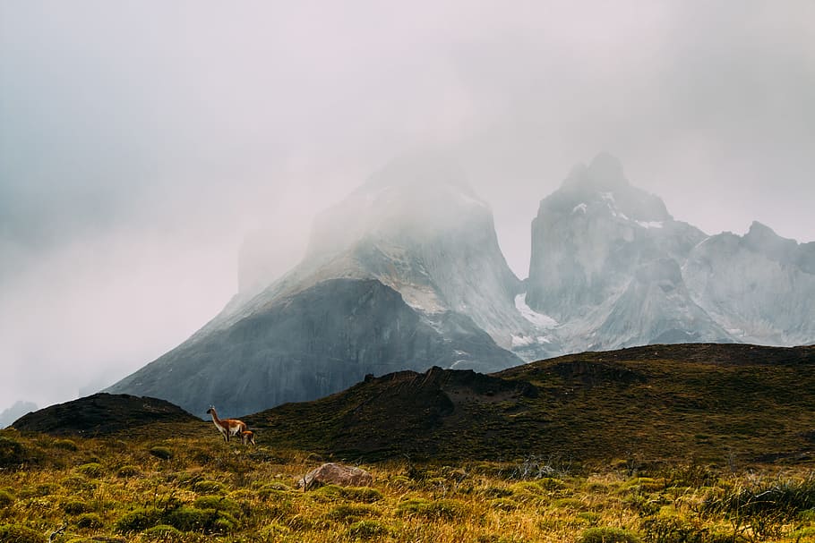 brown animal on brown mountain with gray at daytime, photo of mountains surrounded by fogs HD wallpaper