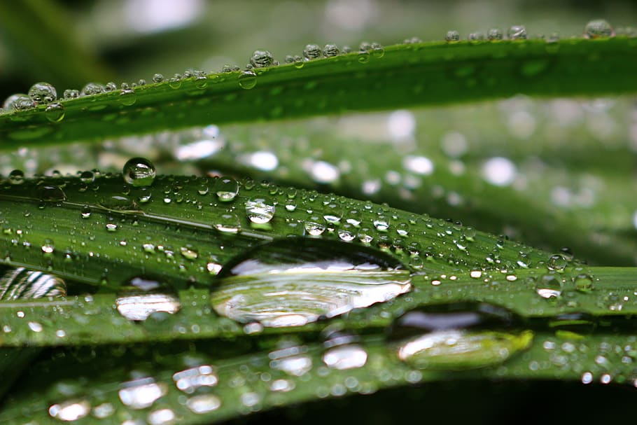 raindrops, transparency, green, nature, macro, leaf, drop of water HD wallpaper