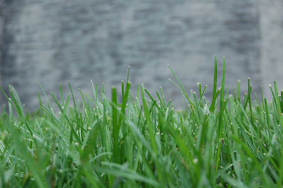 grass, background, isolated, green, nature, plant, lawn, grow HD wallpaper