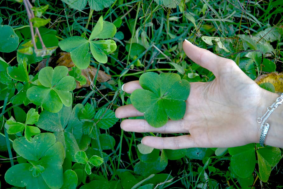 clover, hand, grass, human hand, human body part, leaf, plant part HD wallpaper