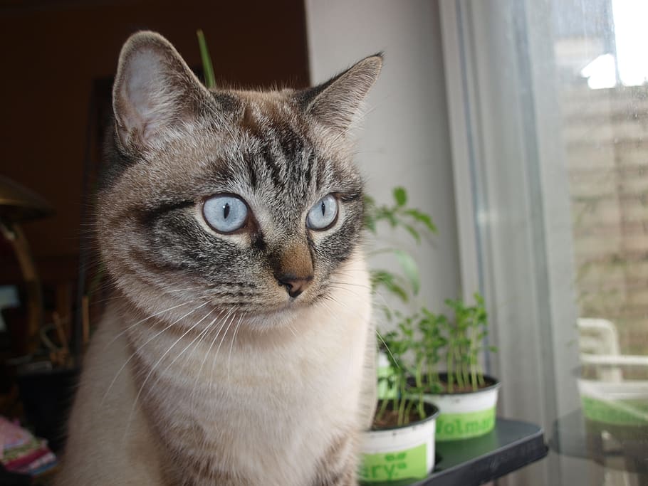 cat, mackerel, grey, white, black, siam, burma, adidas, pet HD wallpaper