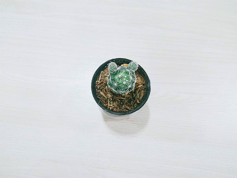 green plant, green cactus in black pot, succulent, planter, white HD wallpaper