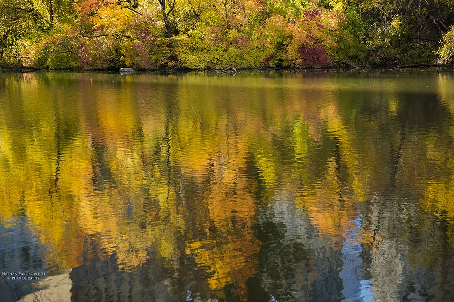 reflection, water, fall, landscape, relaxation, peaceful, tree HD wallpaper
