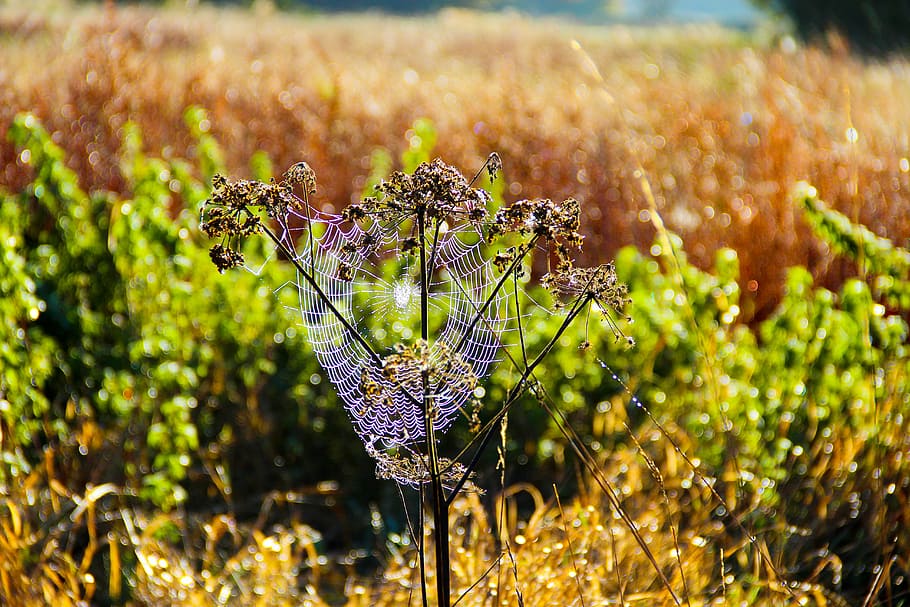 flora, web, spider, insect, fields, sunshine, beauty, nature HD wallpaper