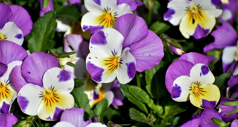 purple and white petaled flowers at daytime, pansy, spring HD wallpaper
