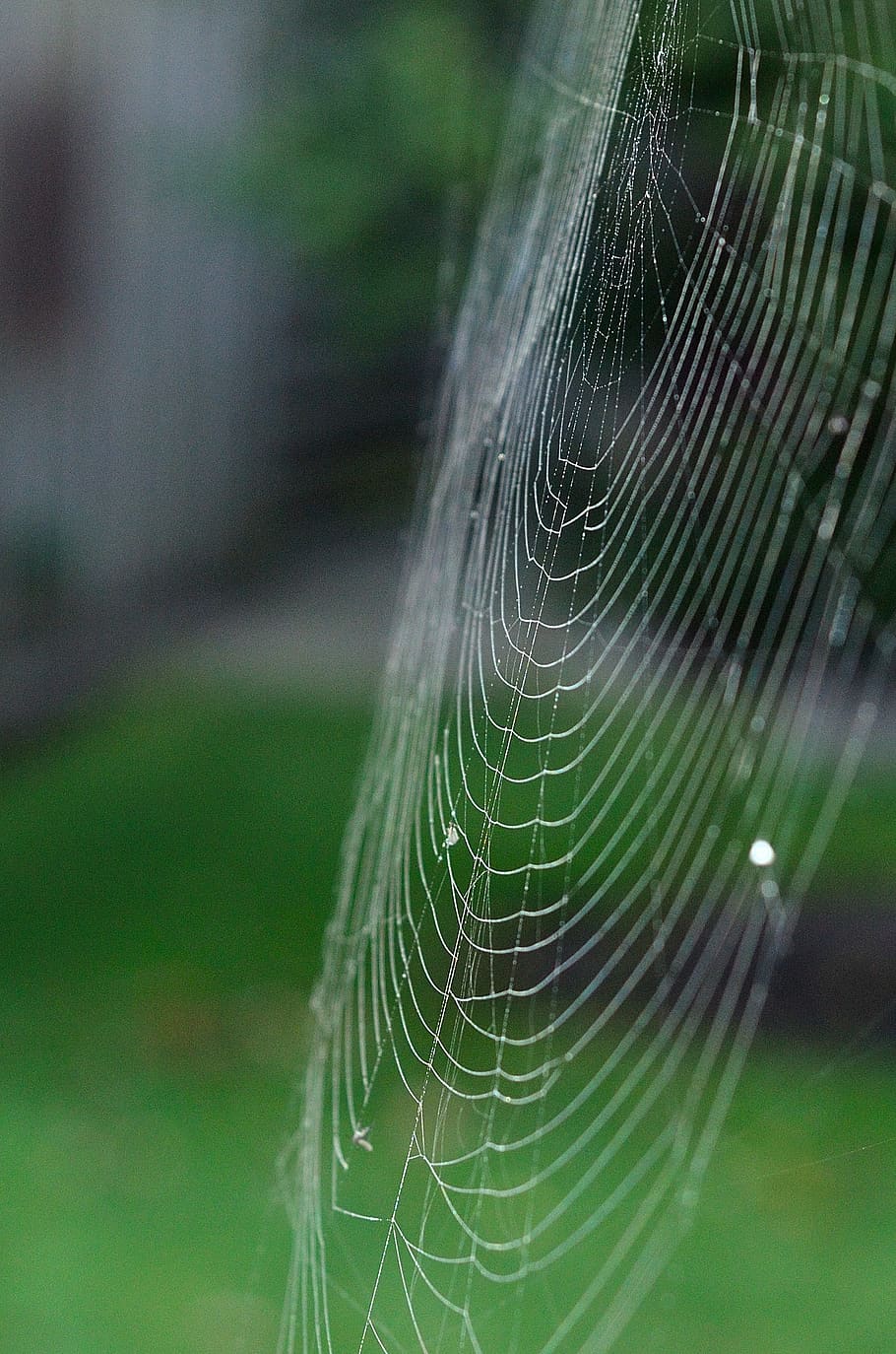cobweb, spider, close up, nature, spider web, fragility, close-up HD wallpaper
