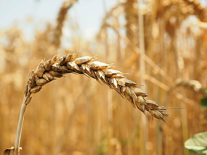 selective focus photography of grain, wheat, spike, cereals HD wallpaper