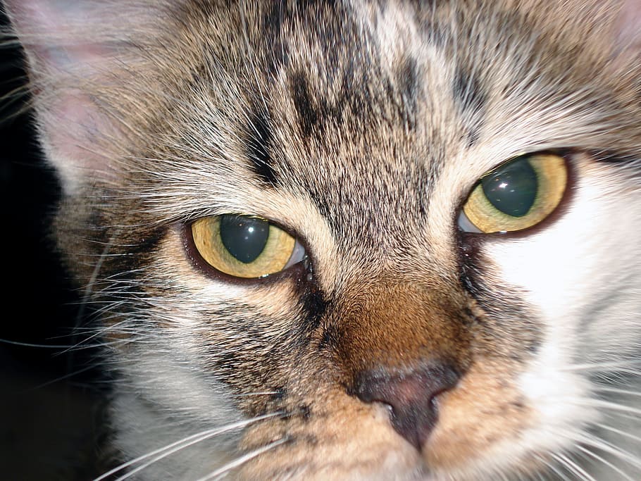cat, cat close up, pet, kitten, feline, eyes, kitty, one animal HD wallpaper