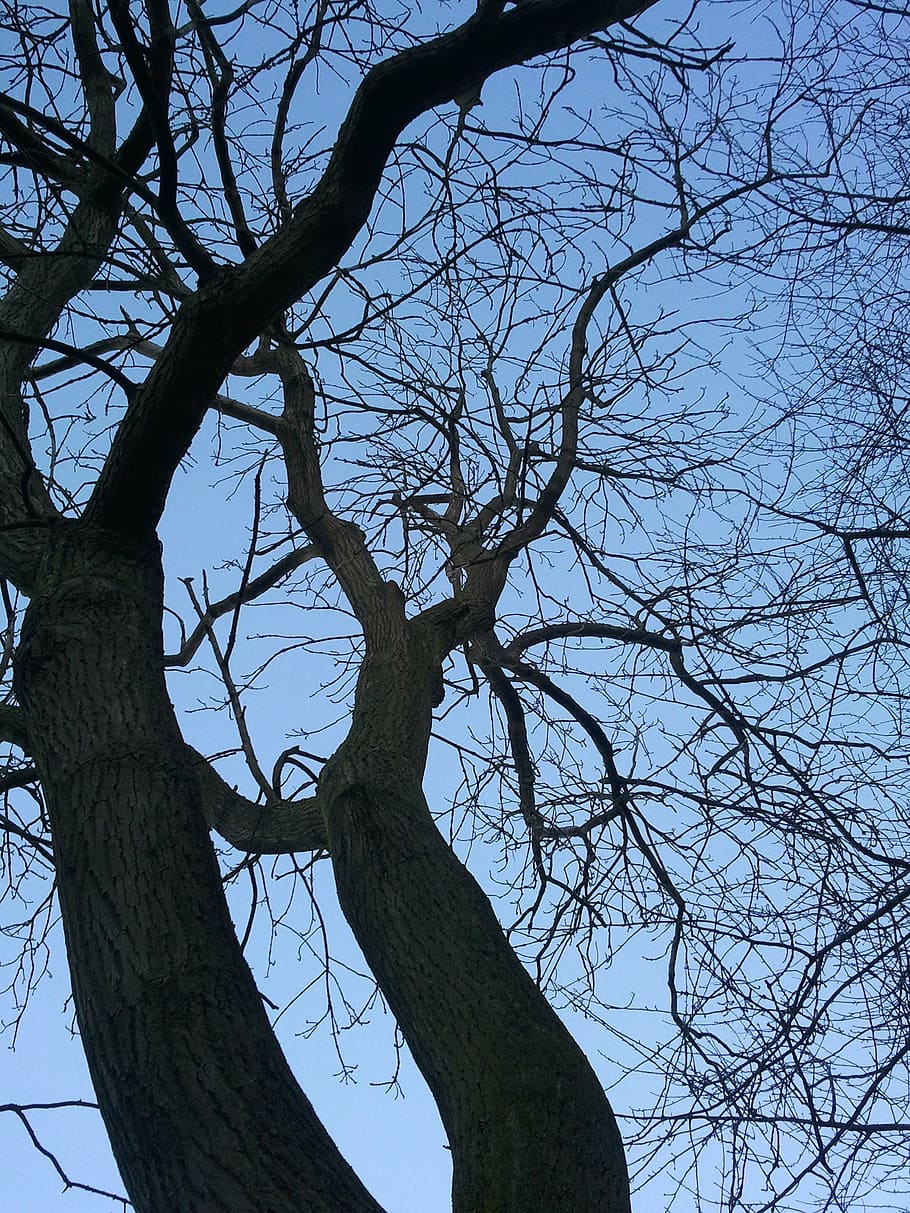 trees, winter, cold, sky, forest, season, nature, bare tree HD wallpaper