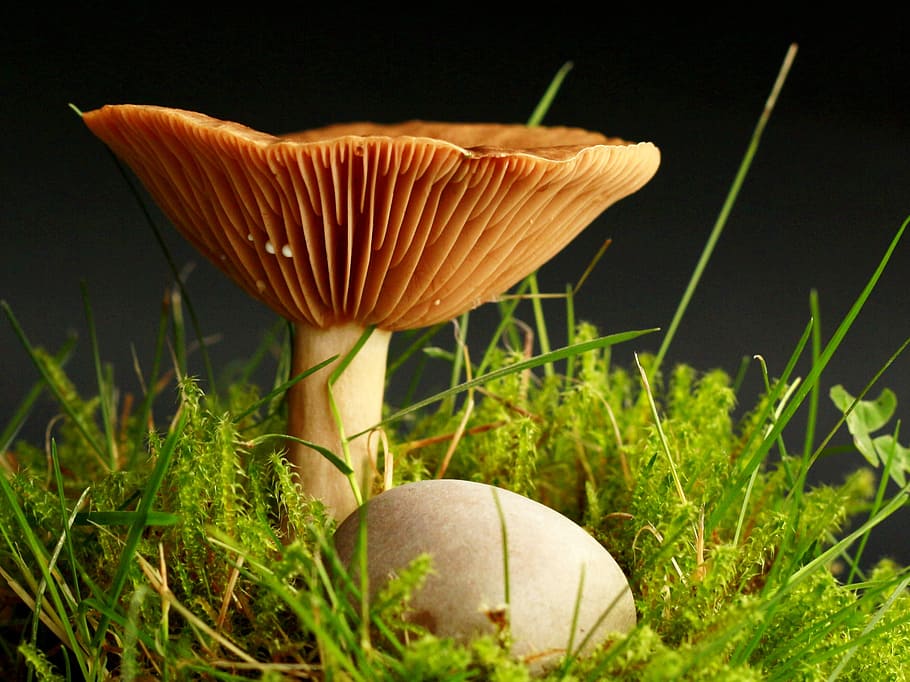 mushroom, forest, moss, mushroom picking, garden, light brown HD wallpaper