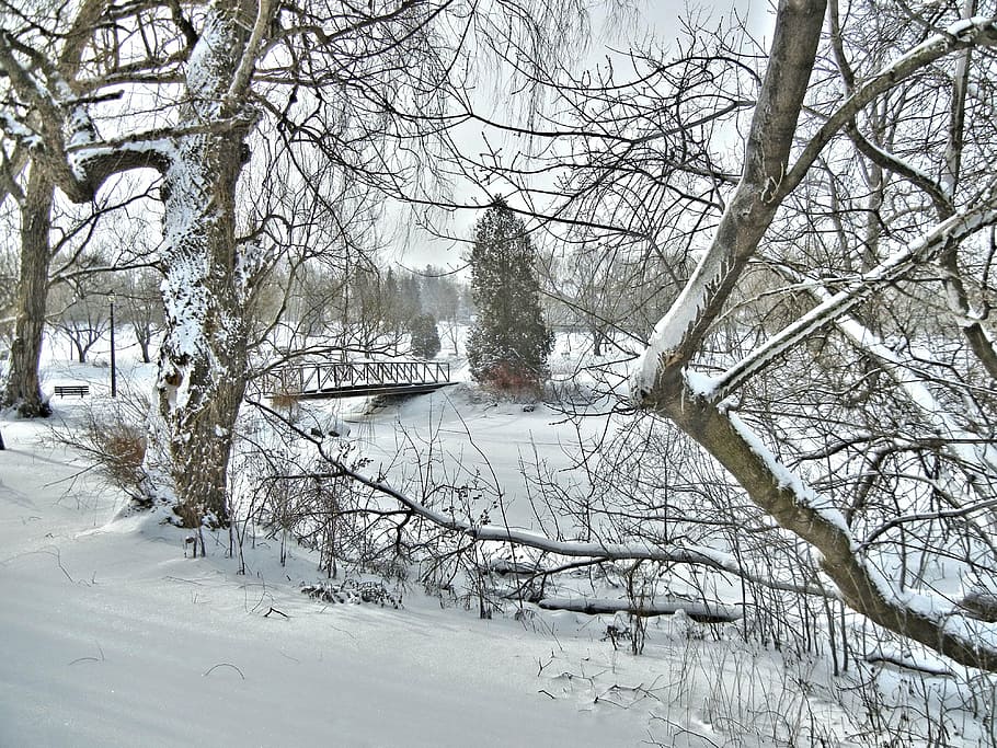 bridge, winter scenery, canada, snow, cold temperature, tree HD wallpaper