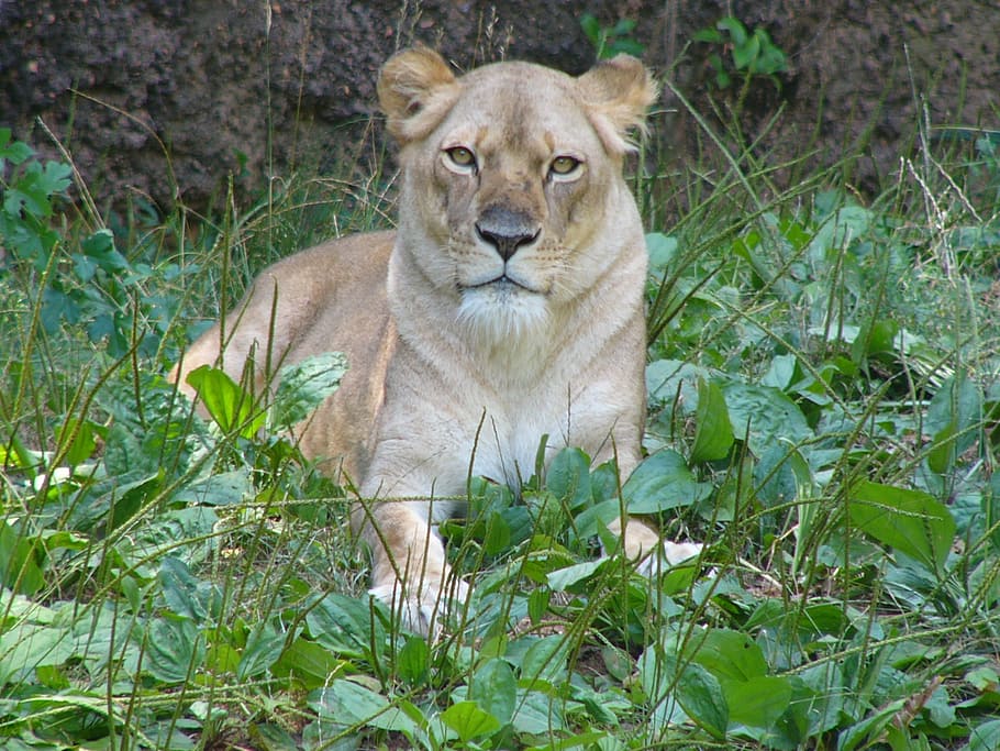 lioness, female, animals, mammals, resting, relaxing, taking rest, HD wallpaper