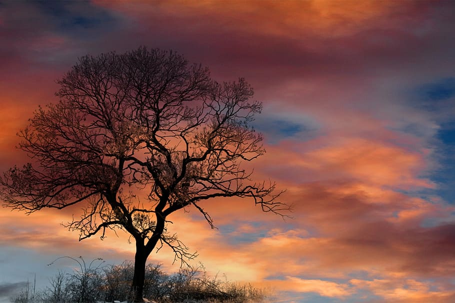silhouette of a tree during sunset, dramatic sky, clouds, colorful HD wallpaper