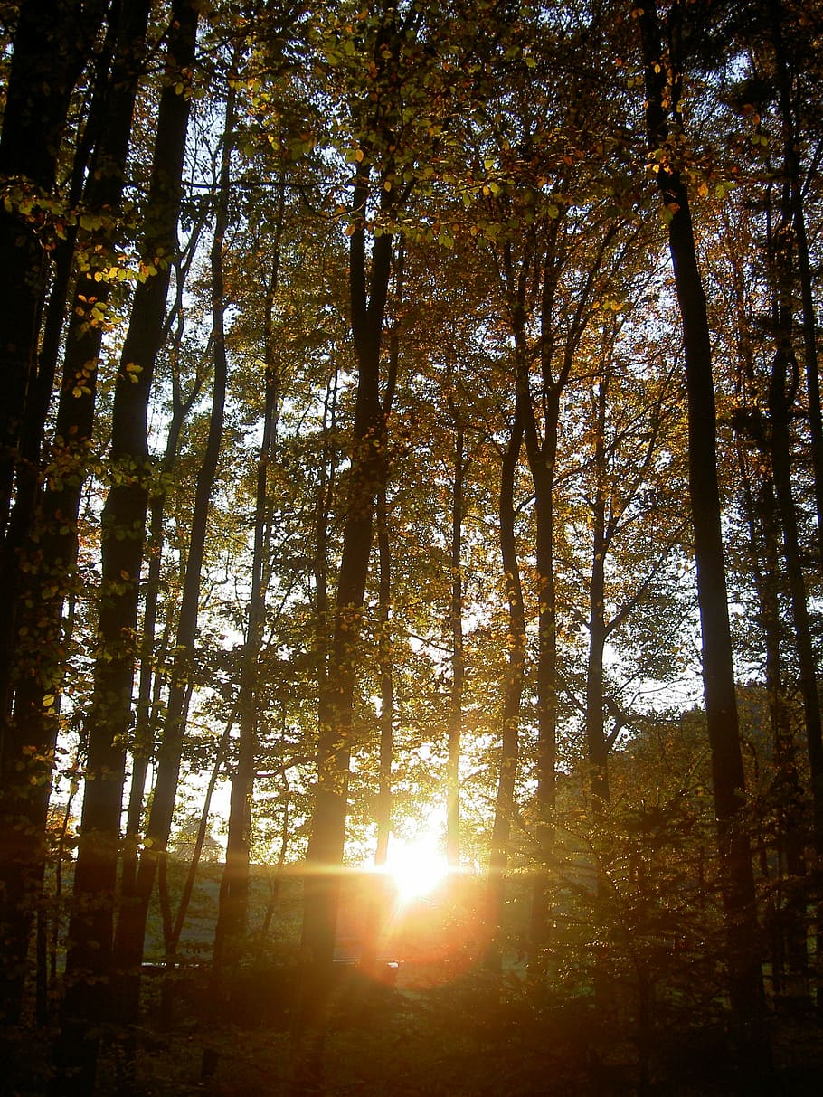 forest, autumn, sunset, twilight, tree, plant, land, tranquility HD wallpaper