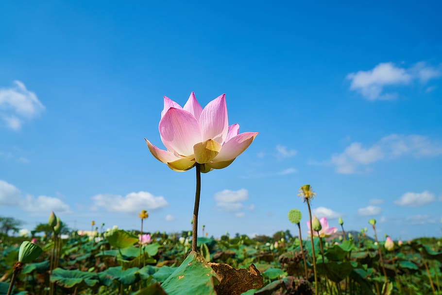 pink lotus flower field, plant, nature, leaves, petals, tropical, HD wallpaper