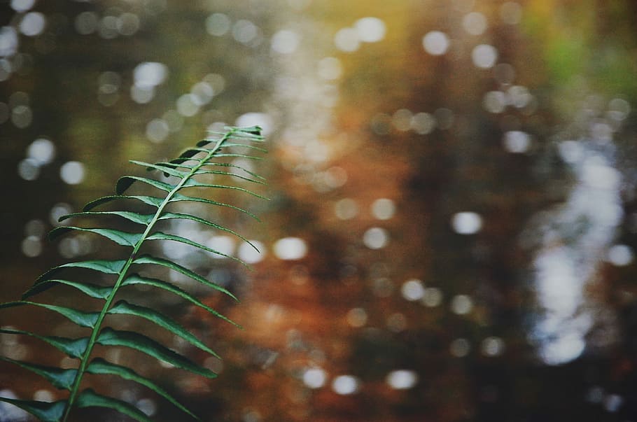 green leaves, bokeh photography of leaves, woodland, forest, plant HD wallpaper
