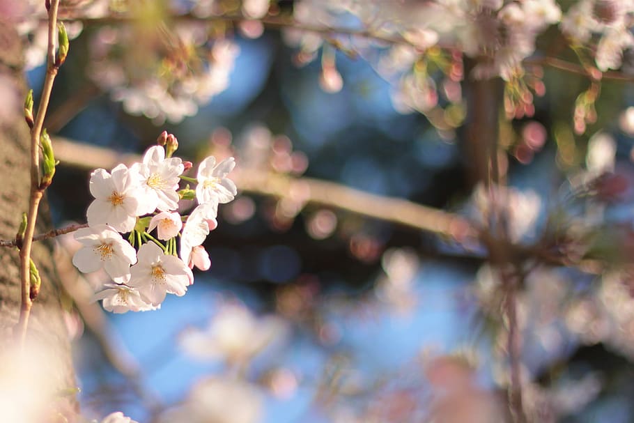 shallow focus photo of white flowe, nature, tree, springtime HD wallpaper