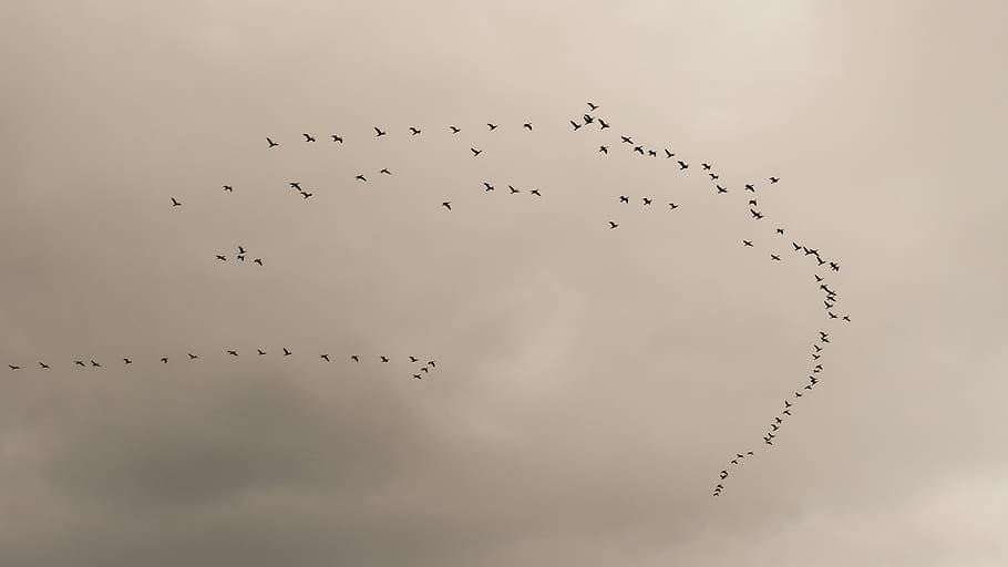 flock of birds under gray sky, swarm, migratory birds, migration, HD wallpaper