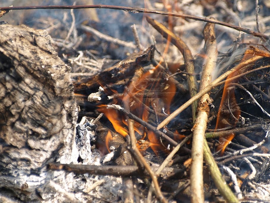 fire, embers, ash, smoke, burns, burning, heat, animals in the wild HD wallpaper