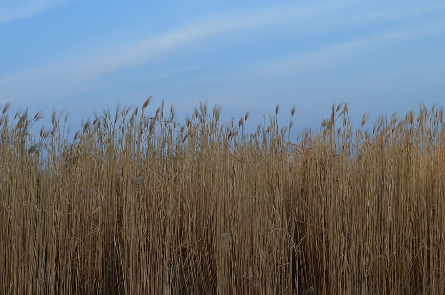 grass, chill, calm, plant, no people, growth, sky, nature, tranquility HD wallpaper