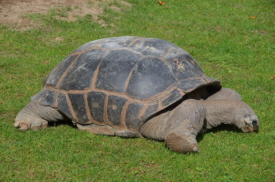 turtle, crawl, armored, animal, slowly, panzer, pet armor, reptile HD wallpaper