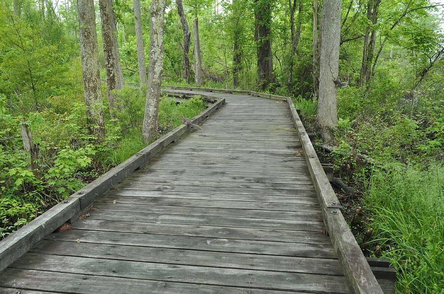pedestrian bridge, wood, path, forest, direction, the way forward HD wallpaper