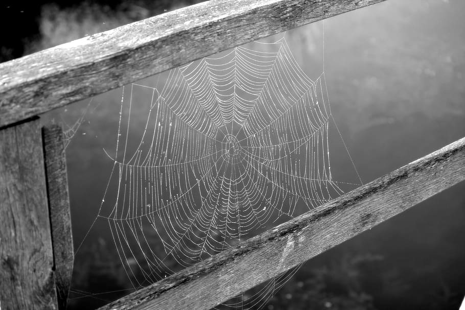 grayscale photography of spiderweb, cobweb, network, black and white HD wallpaper