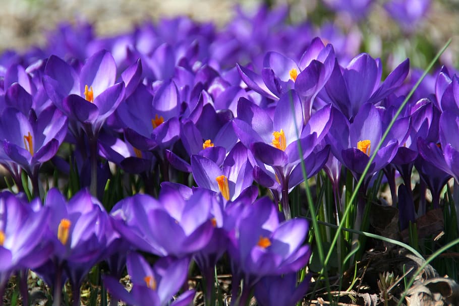 Spring, Crocus, Flowers, Bloom, blue, grow, sea of flowers HD wallpaper