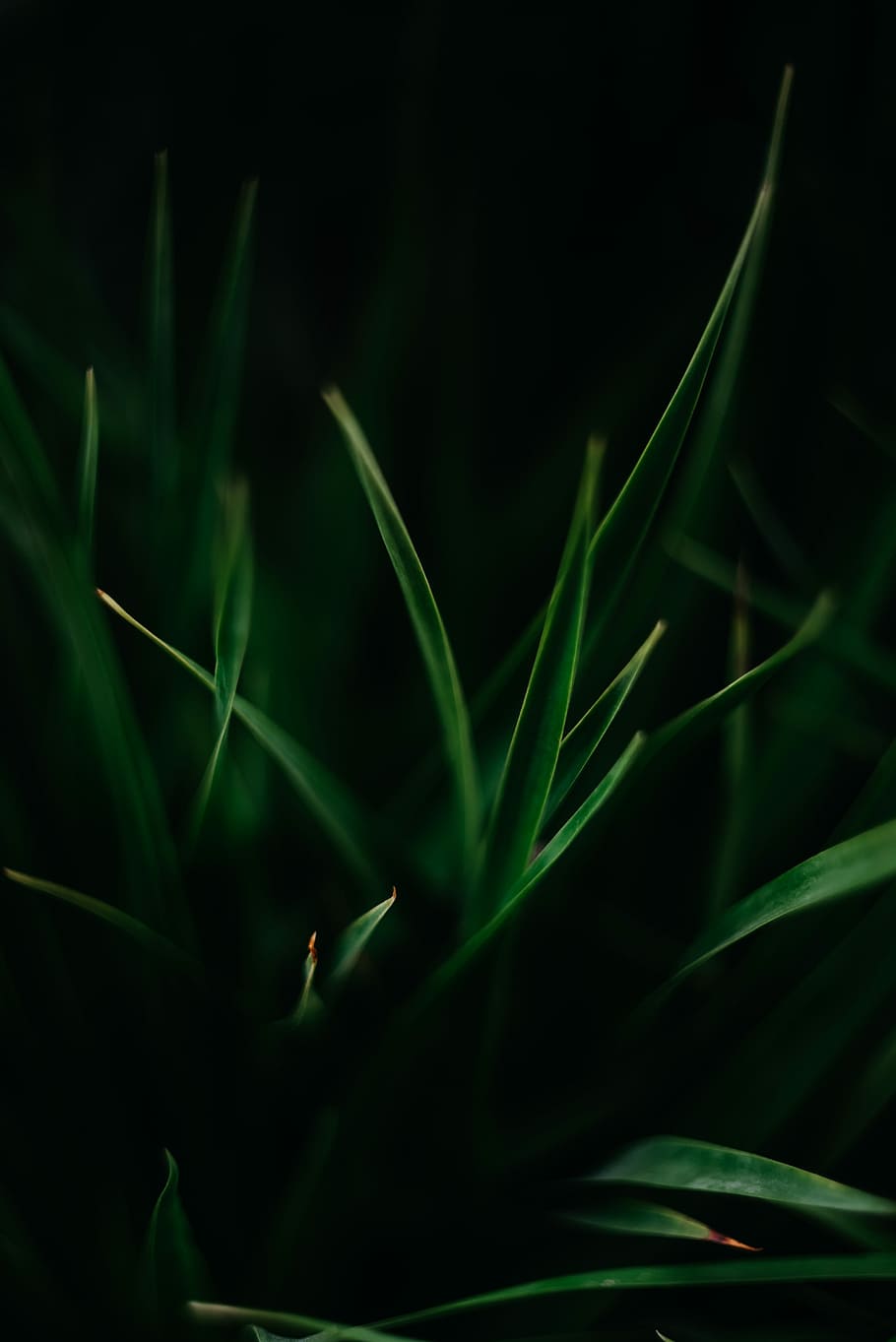 tilt shift lens photography of green plant, selective focus photography of green linear leaf plant, HD wallpaper