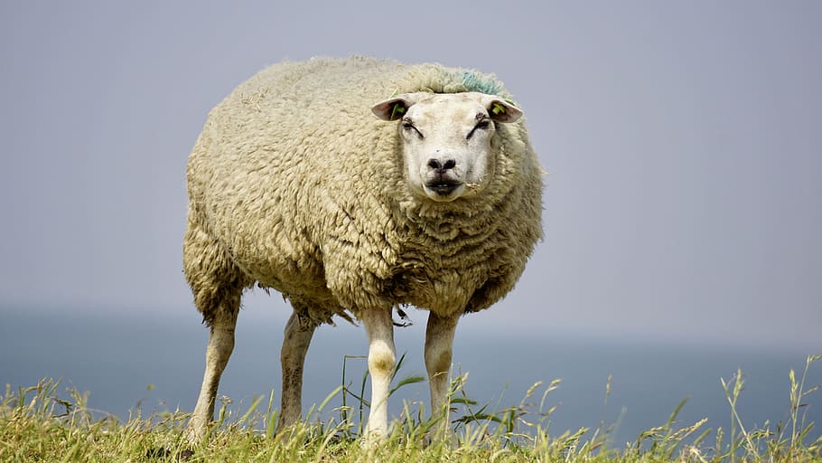 white Sheep on green grass field during daytime close-up photo