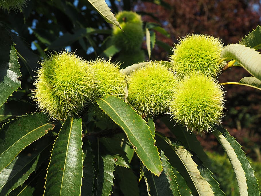 Chestnut, Maroni, Spur, green, green color, fruit, growth, plant HD wallpaper