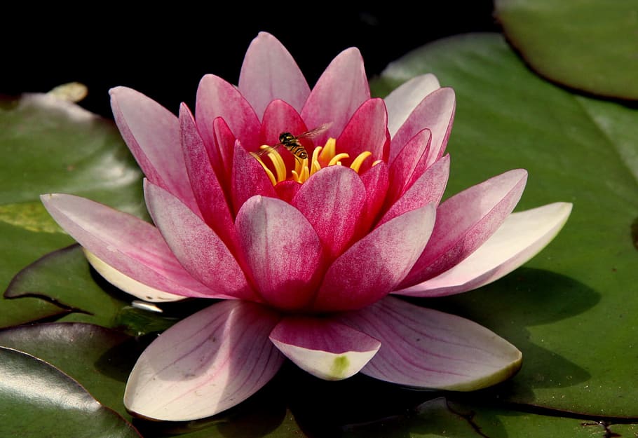 Pink Water Lilies, bloom, blossom, bug, close-up, flora, flower HD wallpaper