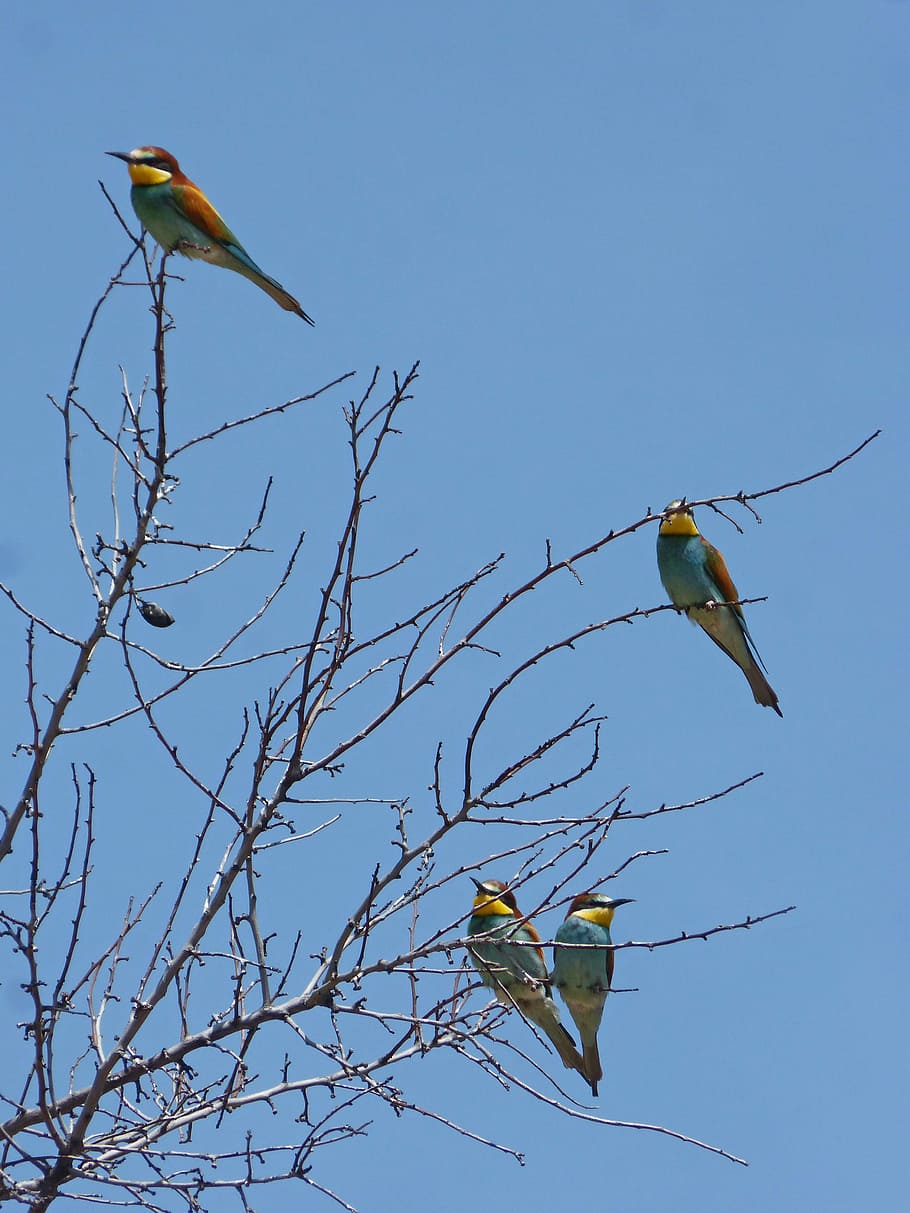 bee-eater, abellarol, branches, bee eaters, family, birds, wild life HD wallpaper