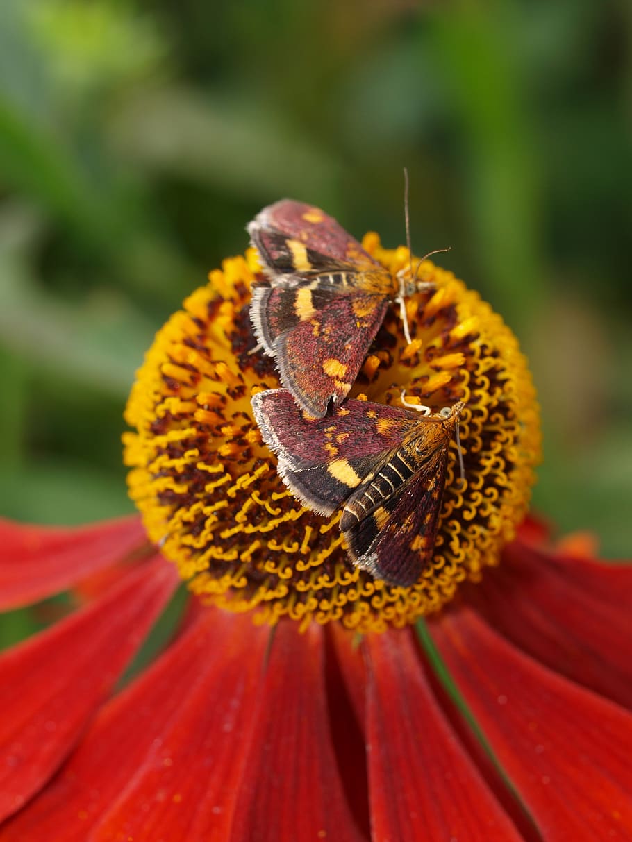 moth, insect, flower, nature, fragility, invertebrate, flowering plant HD wallpaper
