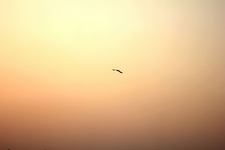 bird, sun, glow, sky, sunset, flying, nature, animal, wildlife HD wallpaper