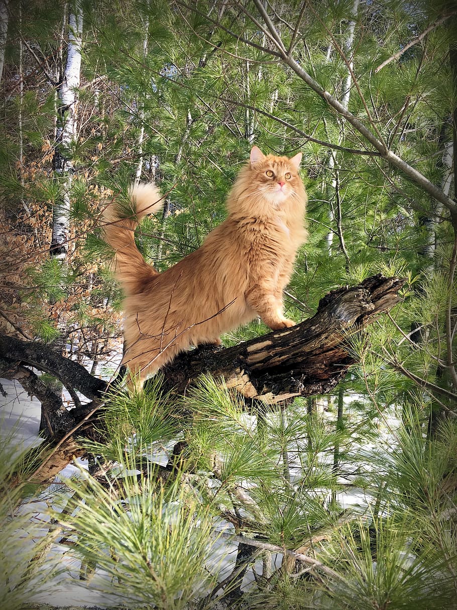 orange tabby cat standing on tree branch, nature, outdoors HD wallpaper