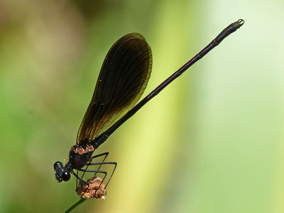 Black Dragonfly, calopteryx haemorrhoidalis, junco, wetland, greenery, HD wallpaper