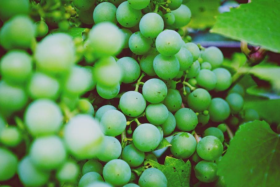 green grapes, photo, fruits, food, healthy, nature, farm, plants, HD wallpaper
