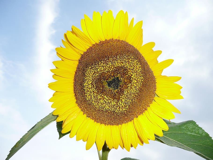 sun, flower, yellow, heart, blue, sky, bloom, summer, sunflower HD wallpaper