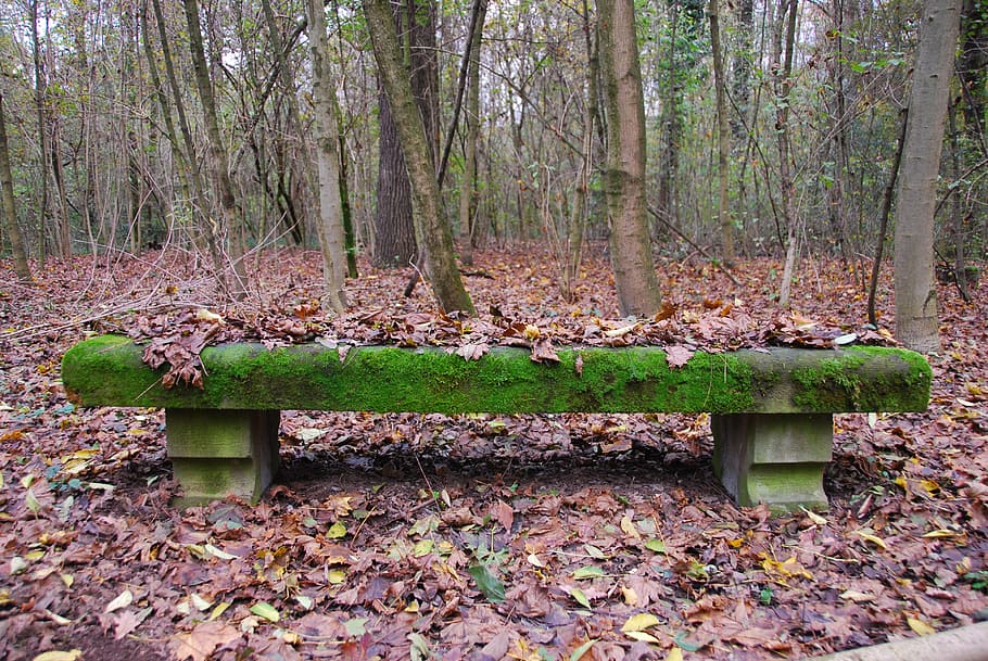 bench, moss, autumn, forest, nature, green, tree, autumn woods HD wallpaper