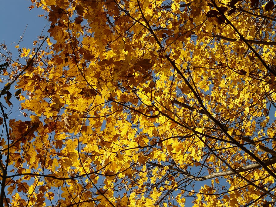 mountain maple, acer pseudoplatanus, deciduous tree, golden autumn, HD wallpaper