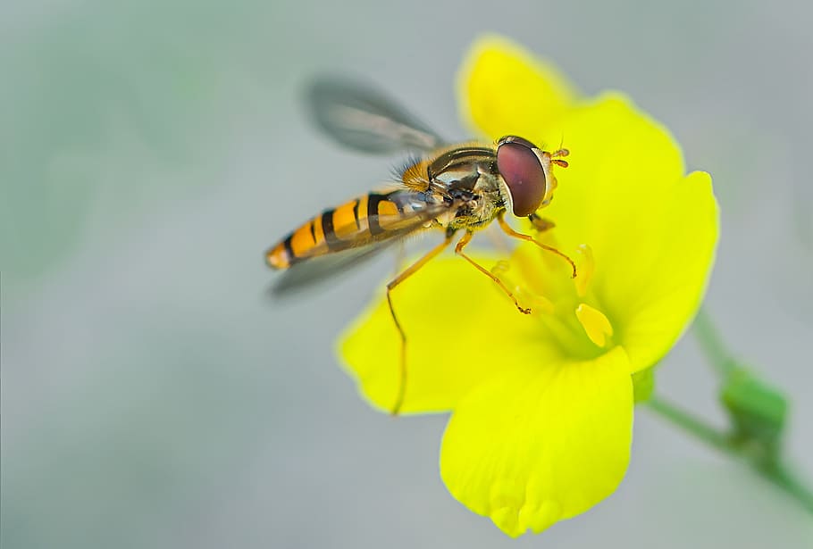 hover fly, insect, nature, macro, close, yellow, blossom, bloom HD wallpaper