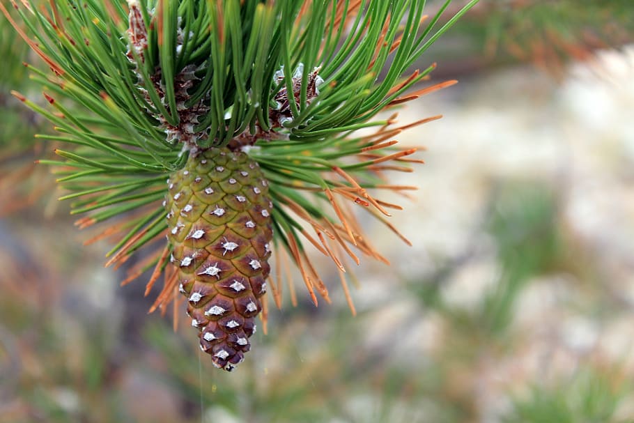 pine cones, conifer, tap, forest, nature, green, brown, close HD wallpaper