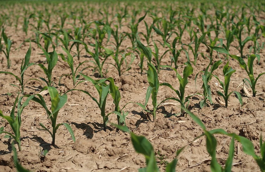 cornfield, seedlings, agriculture, corn plants, spring, small plant HD wallpaper