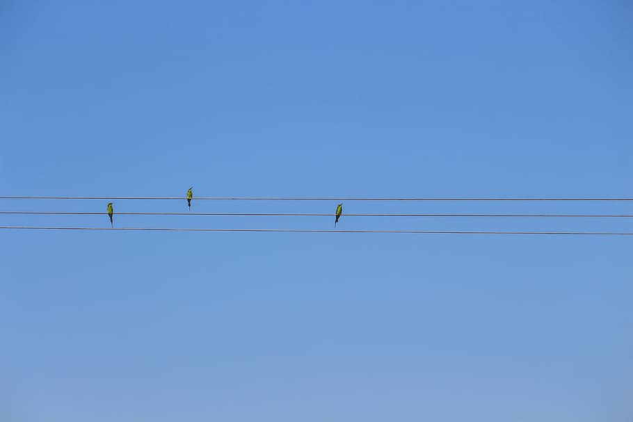 sky, dom, bird, attention, clear sky, blue, electricity, low angle view HD wallpaper